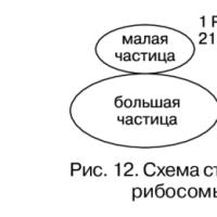 Функции рибосом Из каких субъединиц могут состоять рибосомы